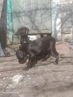 Щенки Кане Корсо