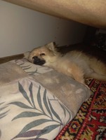 Померанский шпиц