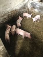 Продам маленьких поросят 1 місяць 2 тижнів