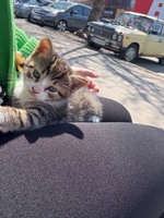 Маленькі щастя шукають родину