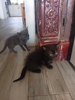 Домашні котенята безкоштовно