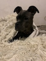 Цуценя Кане корсо
