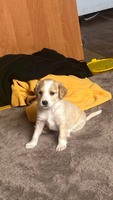 Безкоштовно віддам цуцика