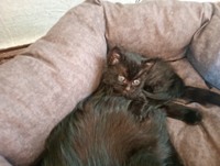 Кошки