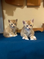 В добрі руки котиків