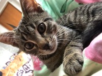 Шукаю котика, пропав