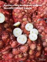 Куплю стару цибулю