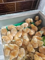 Суточні курчата