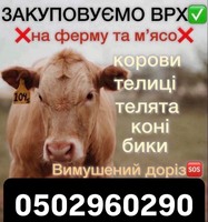 Закуповуємо ВРХ