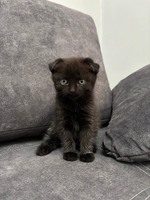 Киця висловуха в добрі руки