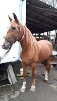 Продам дві кобили