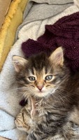 Віддам кошенят в хороші руки