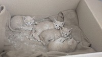 Кошенята  добрі руки