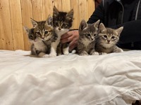 Кошенята