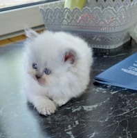 Шотландські кошенята