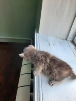 Кошенята безкоштовно