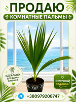 Продам пальму Вашингтония