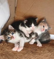 Кошенята