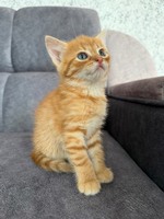 Кошеня
