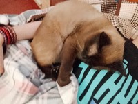 Віддам кота в хороші руки