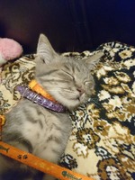 Котенок