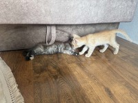Кошенята