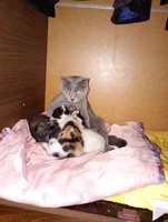 Кошенята шукають дім