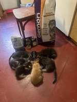 Кошенята шукають люблячу сімʼю😻