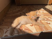 Кошеня в добрі руки