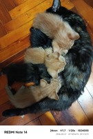 Безоплатно кошенята