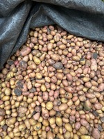 Продам дрібну картоплю
