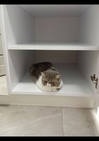 Віддам котика в добрі руки. Дівчинка Луна