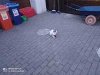 Кіт