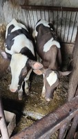 Продам дві телички Хмельницький